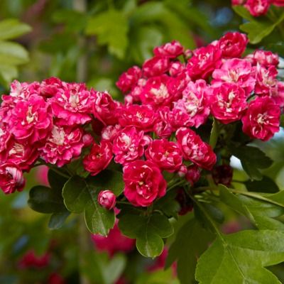 Aubépine à fleurs doubles - Leaderplant