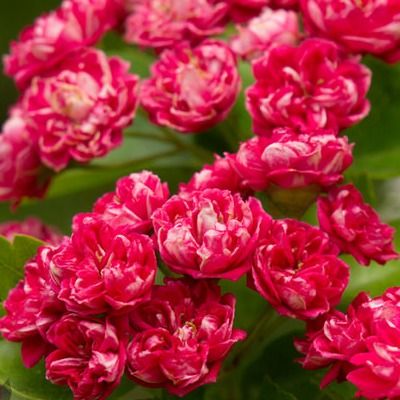 Aubépine à fleurs doubles - Leaderplant