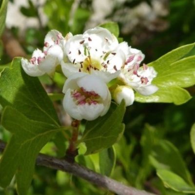 Aubépine à fruit jaune/ Azérolier - Leaderplant