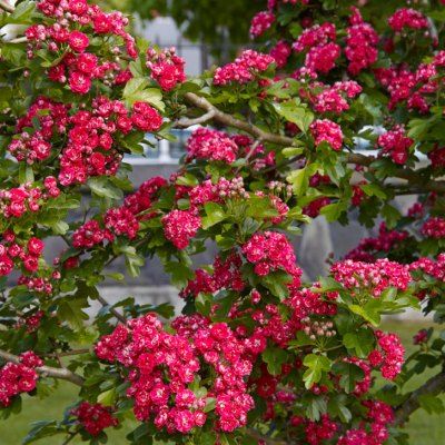 Aubépine à fleurs doubles - Leaderplant