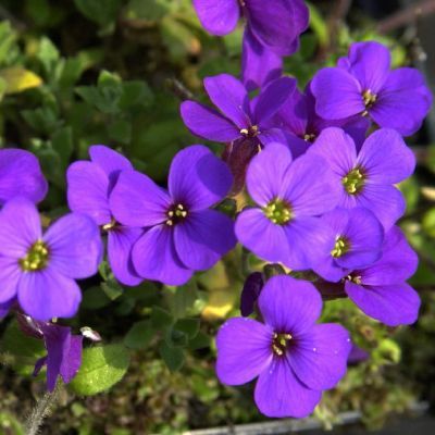 Aubriète bleue - Leaderplant