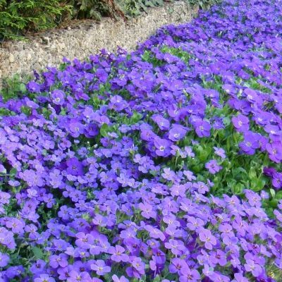 Aubriète bleue - Leaderplant