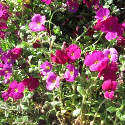 Aubriete pourpre Royal Red - Leaderplant