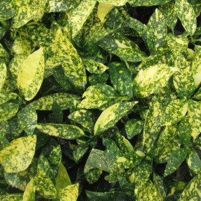 Aucuba du Japon - Leaderplant