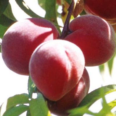 Pêcher Avalon Pride - Leaderplant