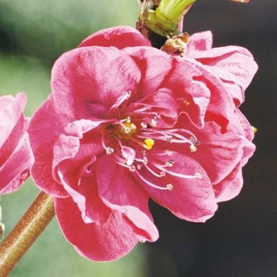 Pêcher Avalon Pride - Leaderplant