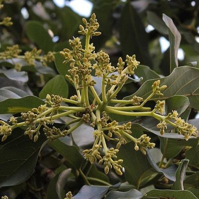 Avocatier Hass - Leaderplant