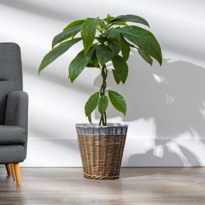 Avocatier Bacon - Leaderplant