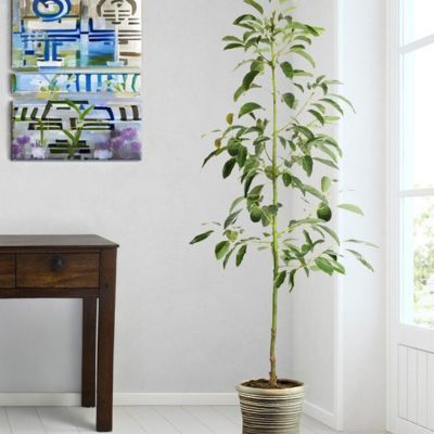 Avocatier Hass - Leaderplant