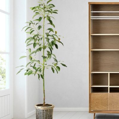 Avocatier Pinkerton - Leaderplant