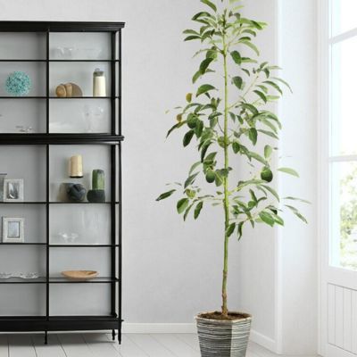 Avocatier Reed - Leaderplant