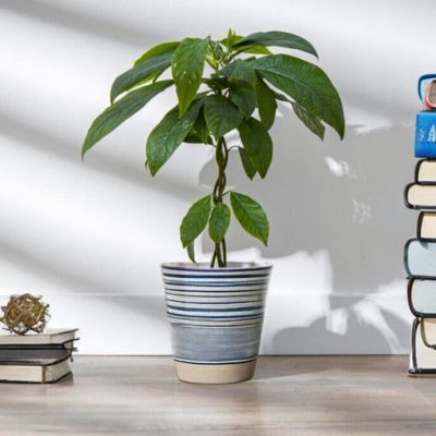 Avocatier Zutano - Leaderplant