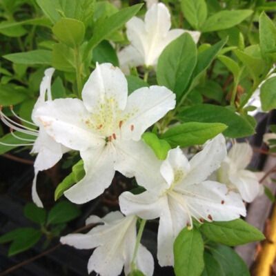 Azalée japonaise White Lady - Leaderplant