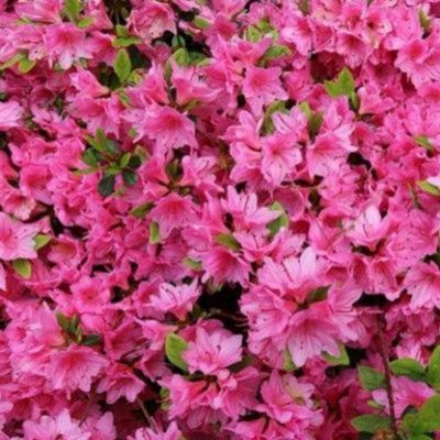 Kit plantes Terre de Bruyère - 6 variétés - Leaderplant