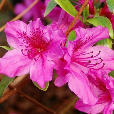 Azalée japonaise Purple Splendour - Leaderplant