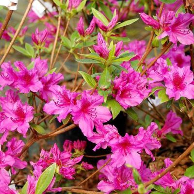 Azalée japonaise Purple Splendour - Leaderplant