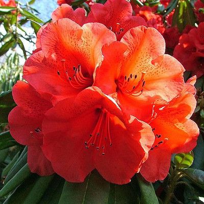 Azalée japonaise Geisha Orange - Leaderplant