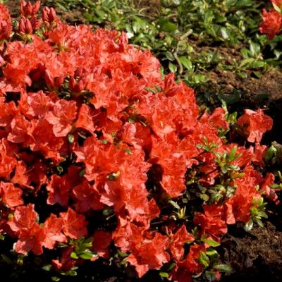 Azalée japonaise Geisha Orange - Leaderplant