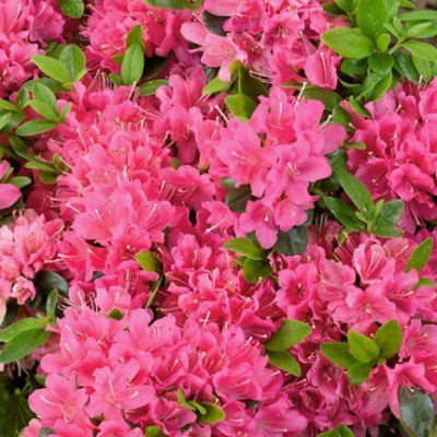 Azalée japonaise Geisha Pink - Leaderplant