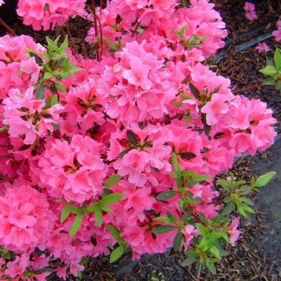 Azalée japonaise Geisha Pink - Leaderplant