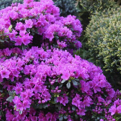 Azalée japonaise Geisha Purple - Leaderplant