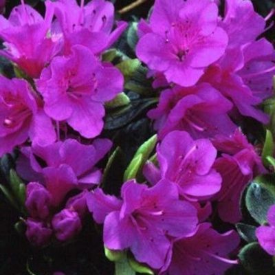 Azalée japonaise Geisha Purple - Leaderplant