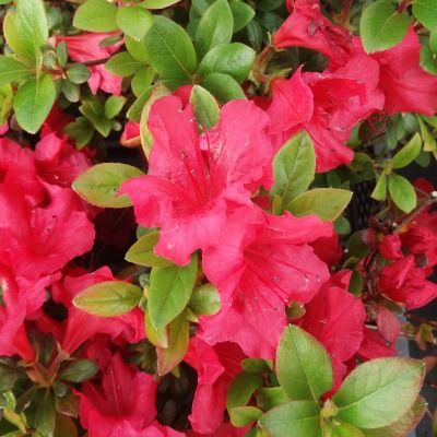 Azalée japonaise Johanna - Leaderplant