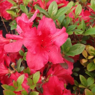 Azalée japonaise Johanna - Leaderplant