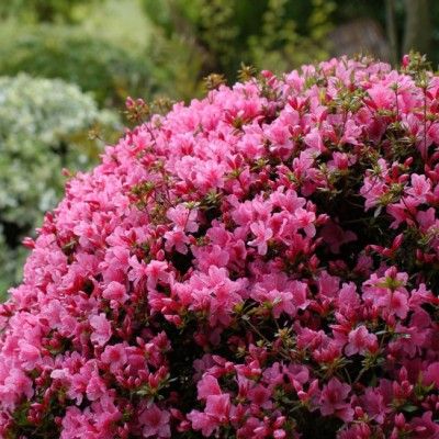 Azalée japonaise Mme Van Hecke - Leaderplant