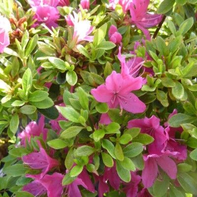 Azalée japonaise Mme Van Hecke - Leaderplant
