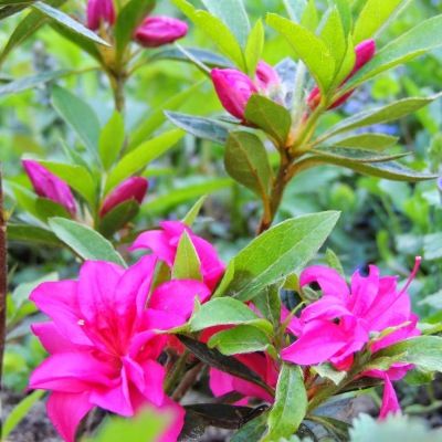 Azalée japonaise Rosa King - Leaderplant