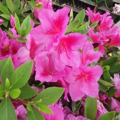 Azalée japonaise Rosa King - Leaderplant