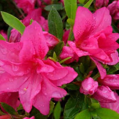 Azalée japonaise Rosa King - Leaderplant