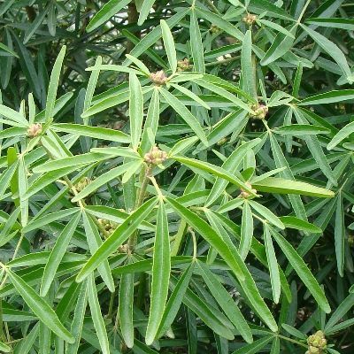 Oranger du Mexique Aztec Pearl - Leaderplant