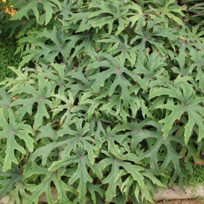 Bégonia Chinois rustique - Leaderplant