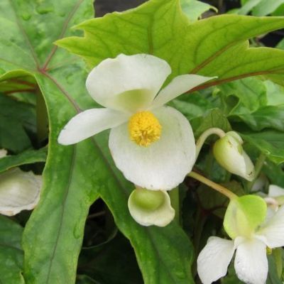 Bégonia Chinois rustique - Leaderplant