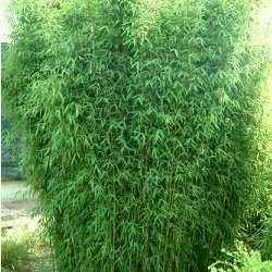 Bambou Fargesia Angustissima - Leaderplant