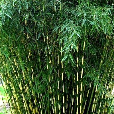 Bambou Fargesia robusta - Leaderplant