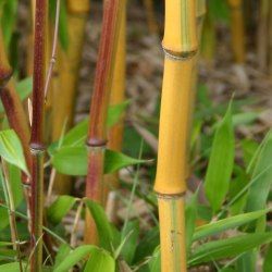Bambou Phyllostachys Spectabilis - Leaderplant