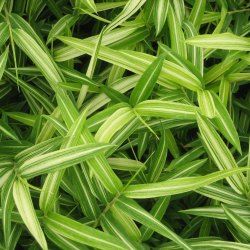 Bambou Pleioblastus chino Tsuboi - Leaderplant