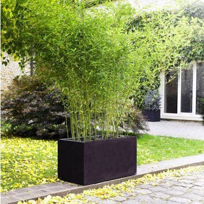 Haie Brise-vue Balcon Bambou 'Angustissima' en KIT - Leaderplant