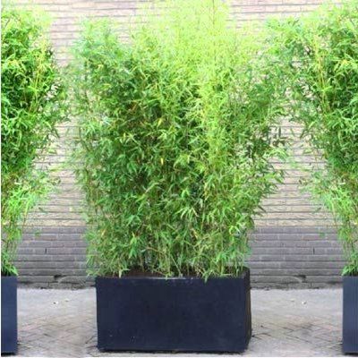 Haie Brise-vue Balcon Bambou Campbell en KIT - Leaderplant