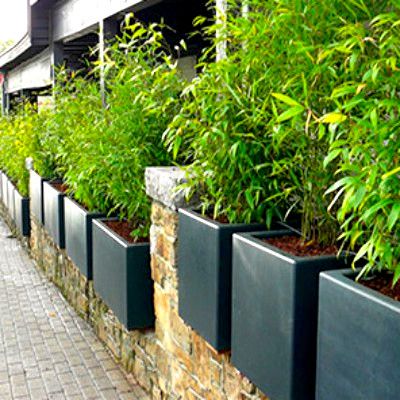 Kit Bambou Campbell avec Bac pour Terrasse ou Balcon - Leaderplant