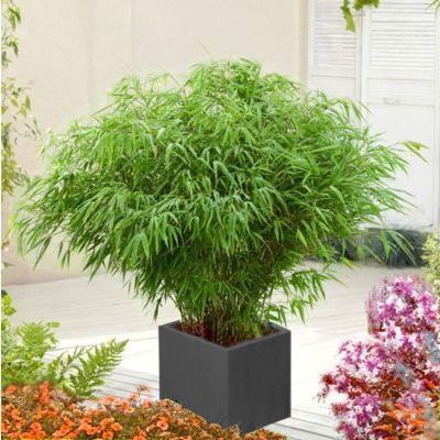 KIT Fargesia Asian Wonder avec bac pour Balcon et Terrasse - Leaderplant