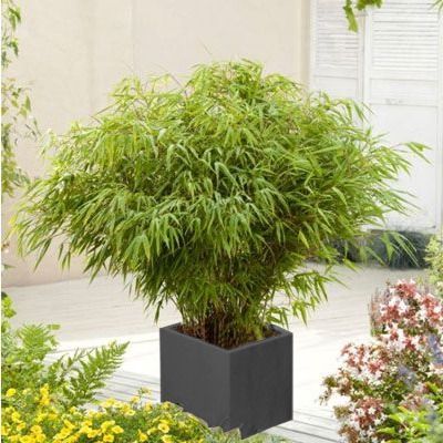 KIT Fargesia Angustissima avec bac pour Balcon et Terrasse - Leaderplant
