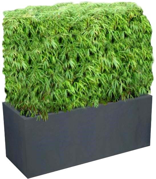 Bac Haie Brise-Vue Balcon 100L/ Jardinière Haie Brise-Vue Balcon - Leaderplant