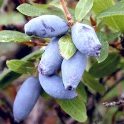 Chèvrefeuille Baie de Mai BlueVelvet Kiev - Leaderplant