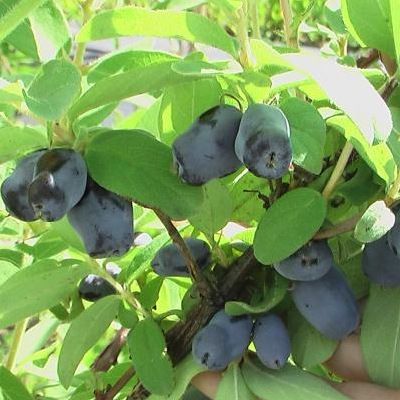 Chèvrefeuille Baie de Mai Borealis - Leaderplant