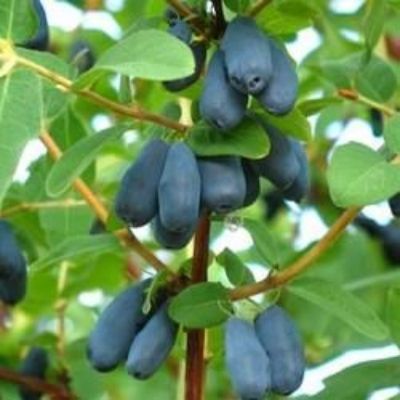 Baie de Mai Chèvrefeuille Tomishka - Leaderplant