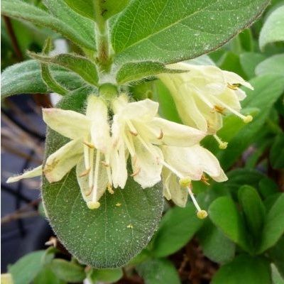 Baie de Mai Chèvrefeuille Tomishka - Leaderplant